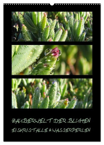 ZAUBERWELT DER BLUMEN - EISKRISTALLE & WASSERPERLEN (Wandkalender 2026 DIN A2 hoch), CALVENDO Monatskalender