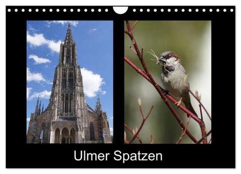 Ulmer Spatzen (Wandkalender 2025 DIN A4 quer), CALVENDO Monatskalender
