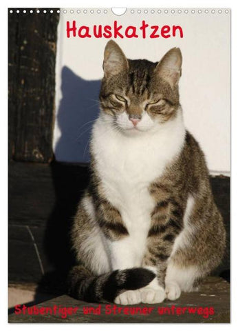 Hauskatzen (Wandkalender 2026 DIN A3 hoch), CALVENDO Monatskalender