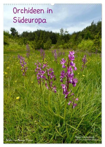 Orchideen in Südeuropa (Wandkalender 2026 DIN A2 hoch), CALVENDO Monatskalender