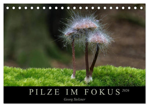 PILZE IM FOKUS 2026 (Tischkalender 2026 DIN A5 quer), CALVENDO Monatskalender
