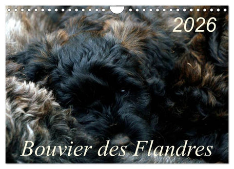 Bouvier des Flandres (Wandkalender 2026 DIN A4 quer), CALVENDO Monatskalender