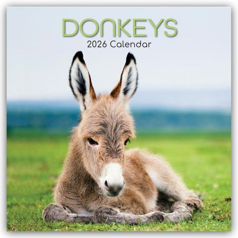 Donkeys – Esel 2026 – 16-Monatskalender