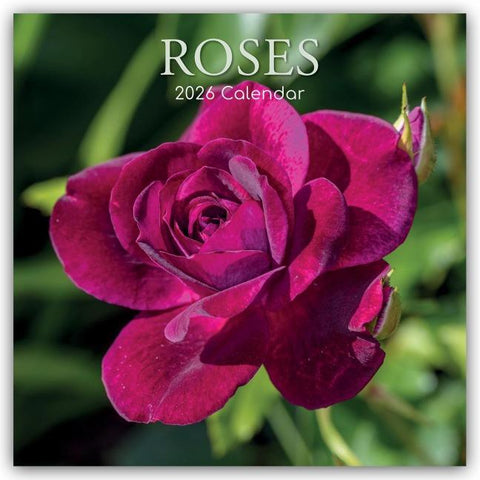 Roses – Rosen 2026 – 16-Monatskalender