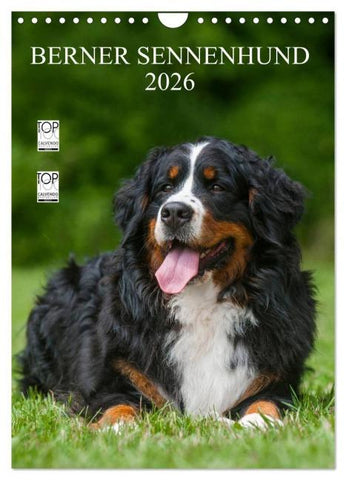 Berner Sennenhund 2026 (Wandkalender 2026 DIN A4 hoch), CALVENDO Monatskalender