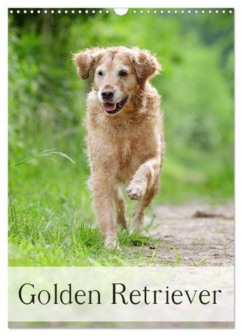 Golden Retriever (Wandkalender 2025 DIN A3 hoch), CALVENDO Monatskalender