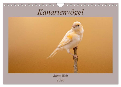 Kanarienvögel - Bunte Welt (Wandkalender 2026 DIN A4 quer), CALVENDO Monatskalender