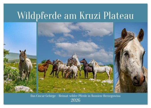 Wildpferde am Kruzi Plateau (Wandkalender 2026 DIN A2 quer), CALVENDO Monatskalender