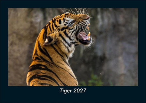 Tiger 2027 Fotokalender DIN A5