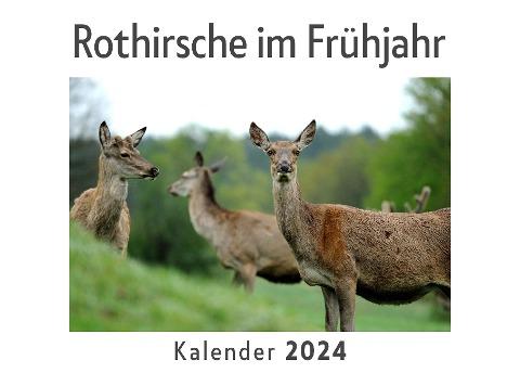 Rothirsche im Frühjahr (Wandkalender 2024, Kalender DIN A4 quer, Monatskalender im Querformat mit Kalendarium, Das perfekte Geschenk)