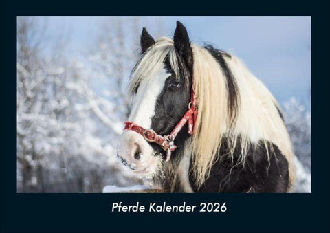 Pferde Kalender 2026 Fotokalender DIN A4