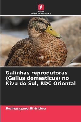 Galinhas reprodutoras (Gallus domesticus) no Kivu do Sul, RDC Oriental
