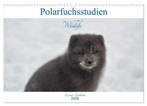 Polarfuchsstudien Wildlife (Wandkalender 2026 DIN A3 quer), CALVENDO Monatskalender