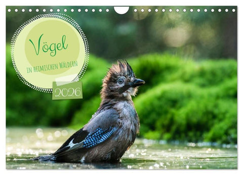 Vögel in heimischen Wäldern (Wandkalender 2026 DIN A4 quer), CALVENDO Monatskalender