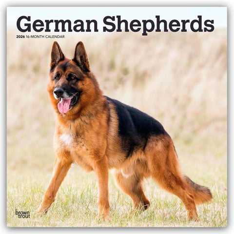 German Shepherds 2026 12 X 24 Inch (Hanging) Monthly Square Wall Calendar Plastic-Free