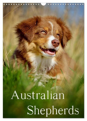Australian Shepherds (Wandkalender 2026 DIN A3 hoch), CALVENDO Monatskalender