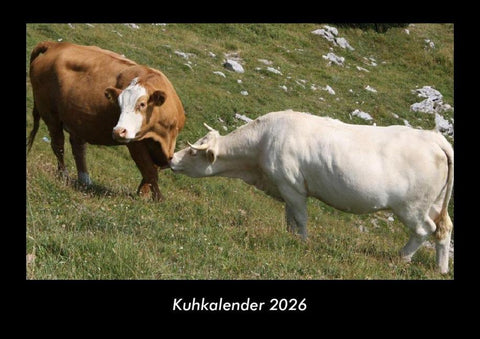 Kuhkalender 2026 Fotokalender DIN A3