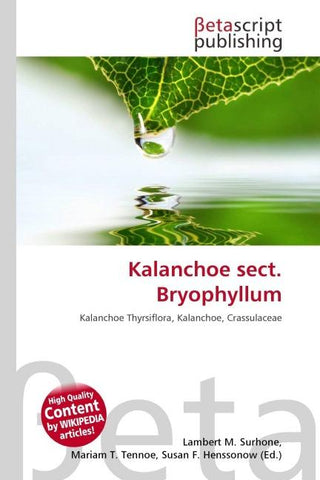 Kalanchoe sect. Bryophyllum