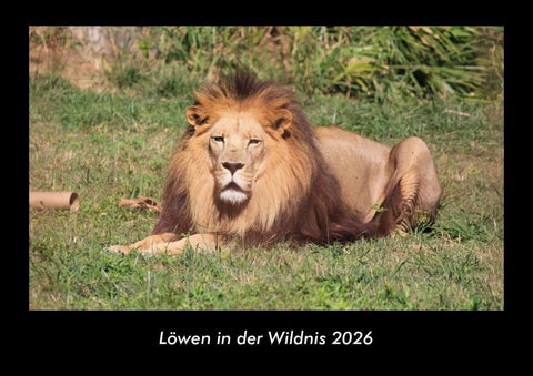 Löwen in der Wildnis 2026 Fotokalender DIN A3