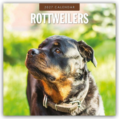 Rottweilers – Rottweiler 2027 – 16-Monatskalender