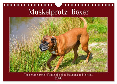 Muskelprotz Boxer (Wandkalender 2026 DIN A4 quer), CALVENDO Monatskalender