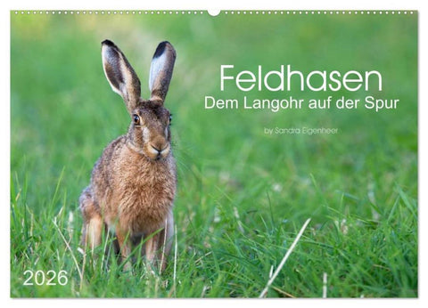 Feldhasen - dem Langohr auf der Spur (Wandkalender 2026 DIN A2 quer), CALVENDO Monatskalender