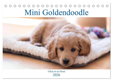 Mini Goldendoodle - Glück ist ein Hund (Tischkalender 2026 DIN A5 quer), CALVENDO Monatskalender
