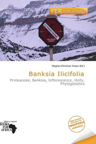 Banksia Ilicifolia
