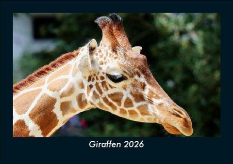 Giraffen 2026 Fotokalender DIN A5