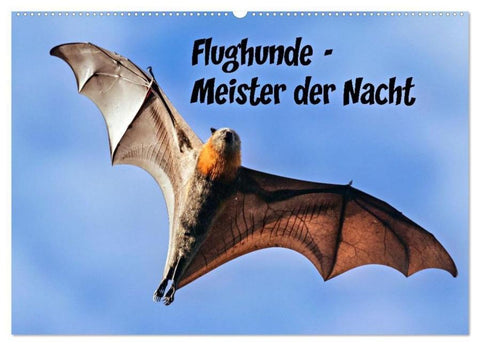 Flughunde - Meister der Nacht (Wandkalender 2026 DIN A2 quer), CALVENDO Monatskalender