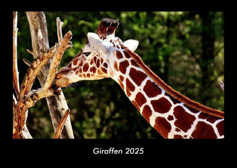 Giraffen 2025 Fotokalender DIN A3