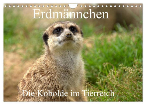 Erdmännchen - Die Kobolde im Tierreich (Wandkalender 2026 DIN A4 quer), CALVENDO Monatskalender