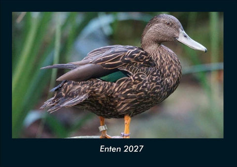 Enten 2027 Fotokalender DIN A4
