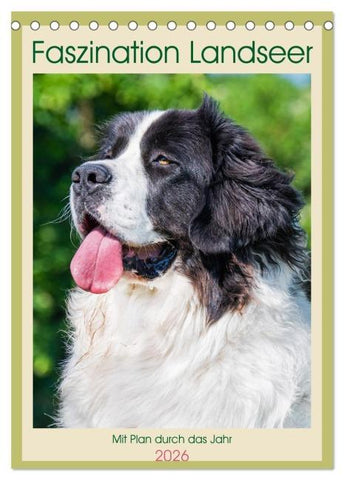 Faszination Landseer - Mit Plan durch das Jahr (Tischkalender 2026 DIN A5 hoch), CALVENDO Monatskalender