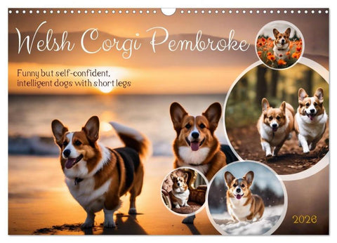 Welsh Corgi Pembroke (Wall Calendar 2026 DIN A3 landscape), CALVENDO 12 Month Wall Calendar