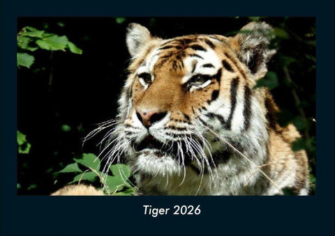 Tiger 2026 Fotokalender DIN A4