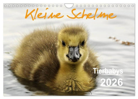 Kleine Schelme - Tierbabys (Wandkalender 2026 DIN A4 quer), CALVENDO Monatskalender