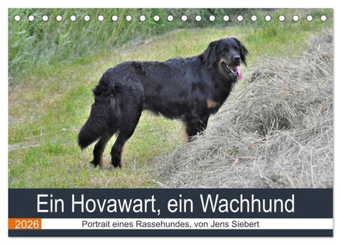 Ein Hovawart, ein Wachhund (Tischkalender 2026 DIN A5 quer), CALVENDO Monatskalender
