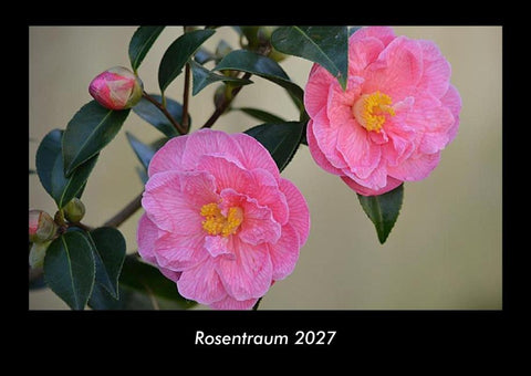 Rosentraum 2027 Fotokalender DIN A3