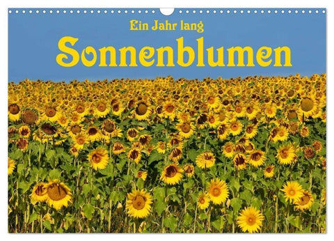 Ein Jahr lang Sonnenblumen (Wandkalender 2026 DIN A3 quer), CALVENDO Monatskalender