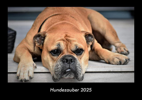 Hundezauber 2025 Fotokalender DIN A3