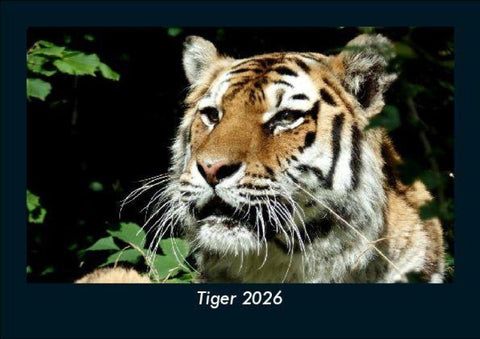 Tiger 2026 Fotokalender DIN A5