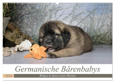 Germanische Bärenbabys (Wandkalender 2026 DIN A2 quer), CALVENDO Monatskalender