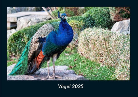 Vögel 2025 Fotokalender DIN A4