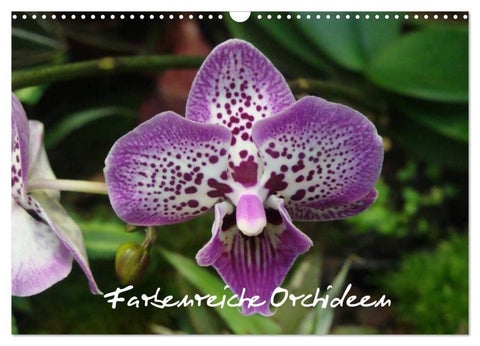 Farbenreiche Orchideen (Wandkalender 2026 DIN A3 quer), CALVENDO Monatskalender