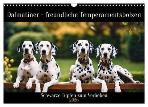 Dalmatiner - freundliche Temperamentsbolzen (Wandkalender 2026 DIN A3 quer), CALVENDO Monatskalender