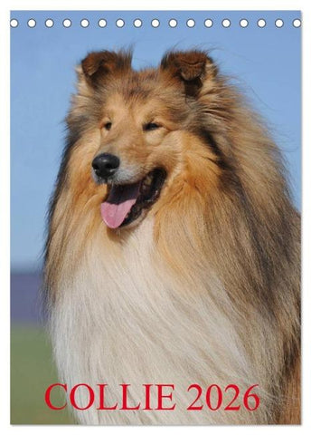 Collie 2026 (Tischkalender 2026 DIN A5 hoch), CALVENDO Monatskalender