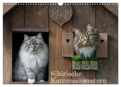 Maui und Molokai - Sibirische Katzenschwestern (Wandkalender 2026 DIN A3 quer), CALVENDO Monatskalender