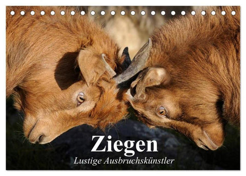 Ziegen. Lustige Ausbruchskünstler (Tischkalender 2026 DIN A5 quer), CALVENDO Monatskalender