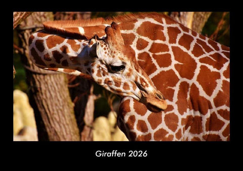 Giraffen 2026 Fotokalender DIN A3